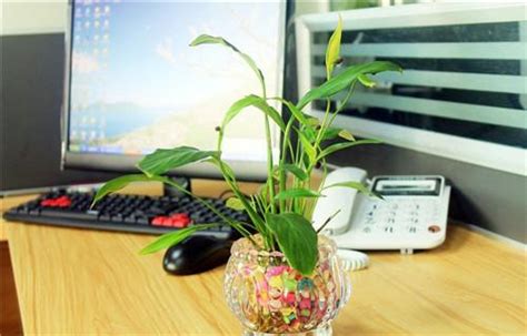 辦公室桌上植物 沖夫妻宮化解